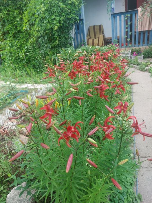 Продам цветы многолетние