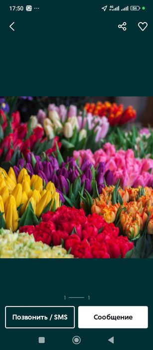 Луковицы тюльпана