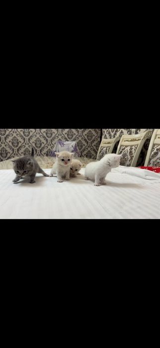 Мушук, мушукча, котёнок, котята