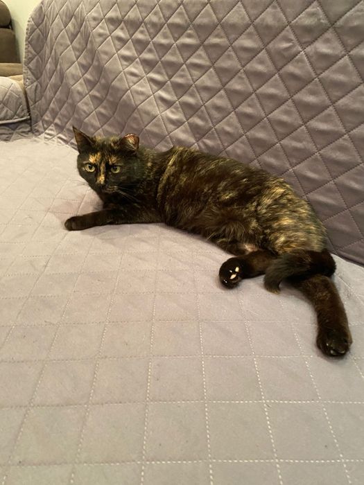 Adoptie pisica tortoishell Hera