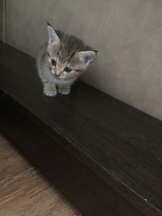 Котенок бесплатно