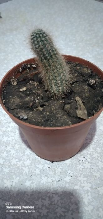 Продам кактус очень красивое растение