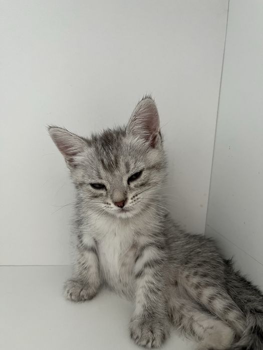 Британские котята в добрые руки