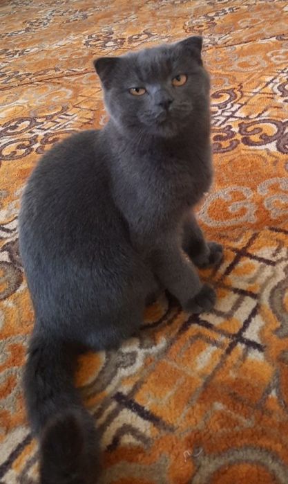 Сотилади топ тоза конли мушуклар шотланский фолди ва страй