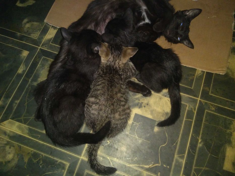 Отдам котят бесплатно