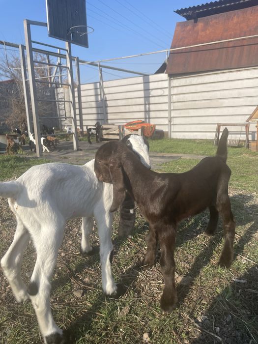 Козочки 50% камори ост нуб %