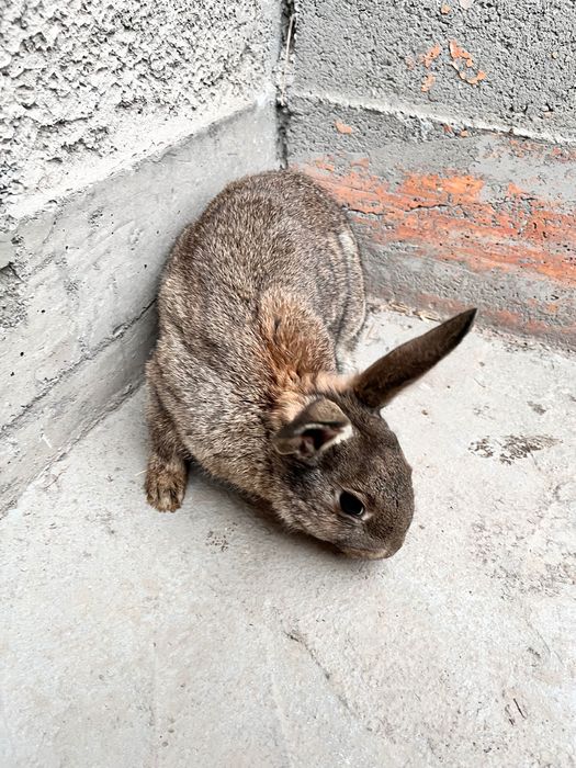 Продается кролики домашние