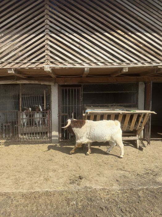 Vand iezi si capre boer