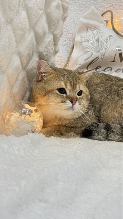 Золотая штншилла мальчик