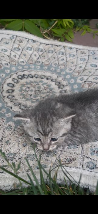 Котята бесплатно
