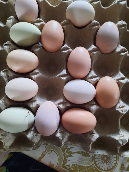 Яйцо инкубационное