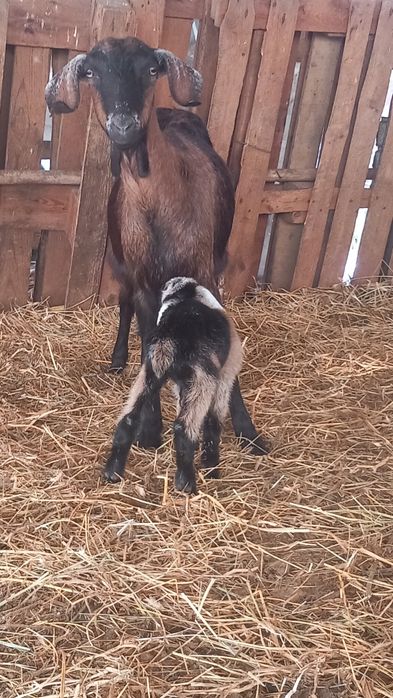 Vând capre tinere la prima și a doua fătare