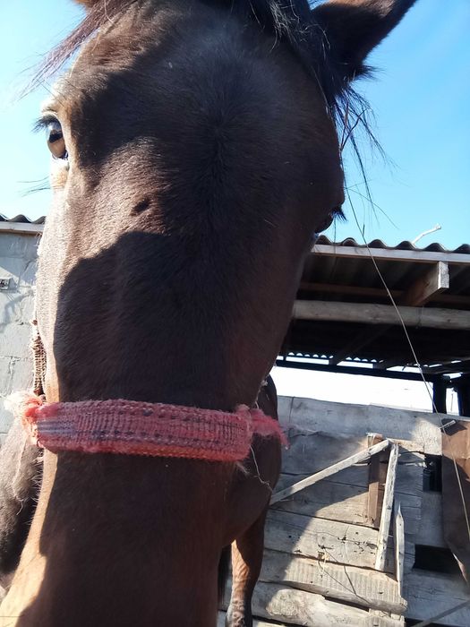 Сатылады Таза мінілген айғыр