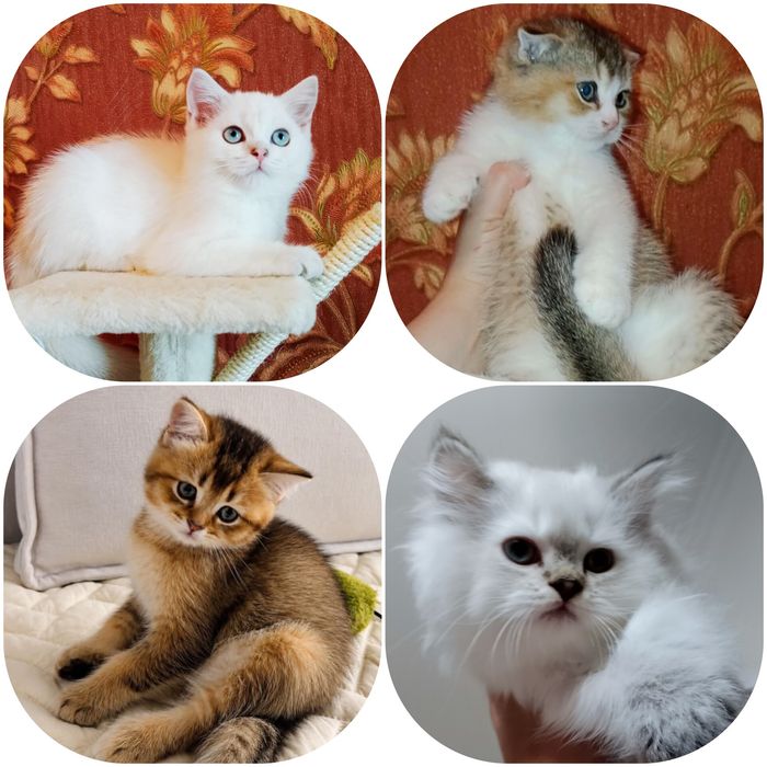 Котёнок Колор Поинт серебристый хайленд копия папа