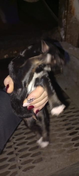 Отдам щенятл в добрые руки срочно