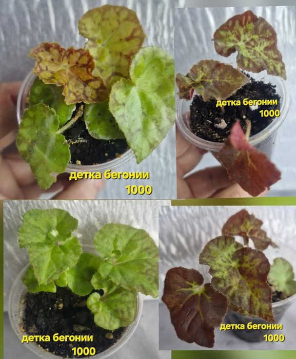 Цветы домашние разные