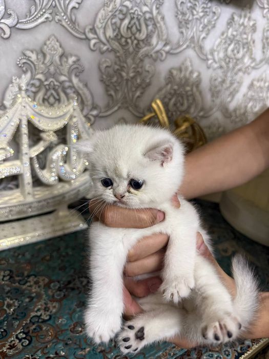 Британский шиншила она 4та боласибилан