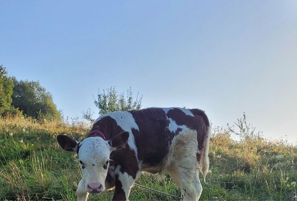 Vand vitica baltata si taur baltat