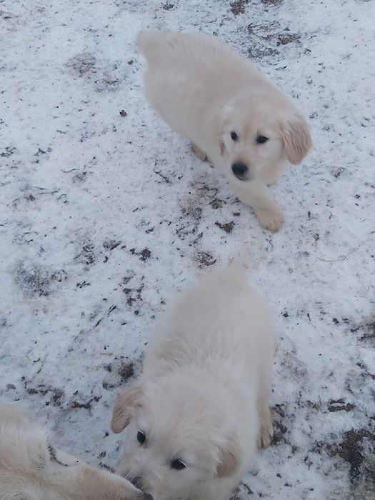 Donez cățelușă ...