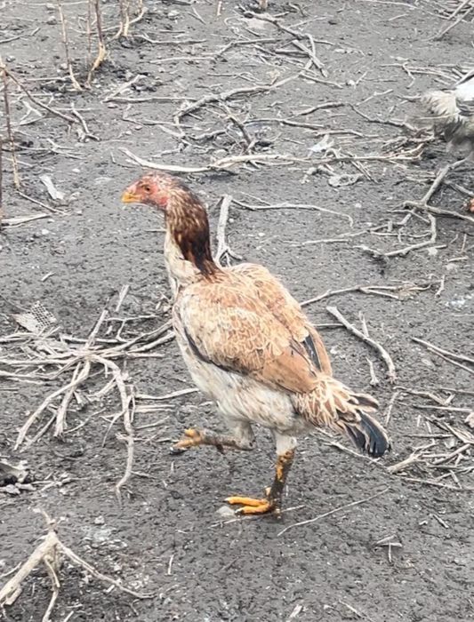 Продам куры доканы