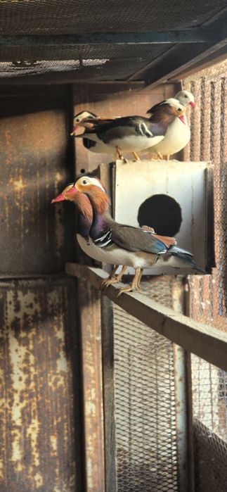 Утки мандаринки.