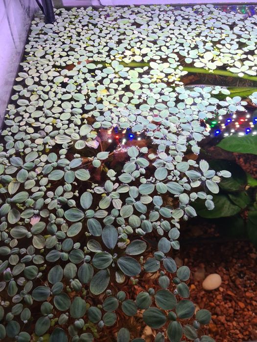 Pistia .Plante plutitoare pentru acvarii/iazuri