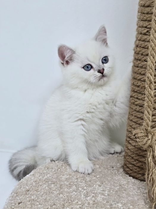 БриТашКи ОчароВашкИ