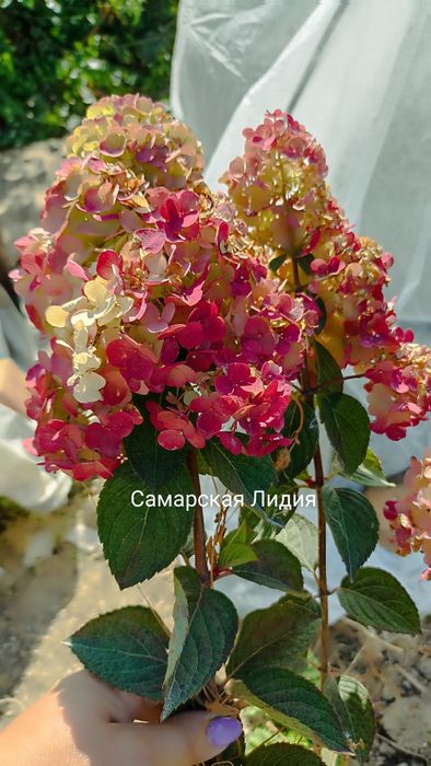 Гортензии  метельчатые  Вейгела