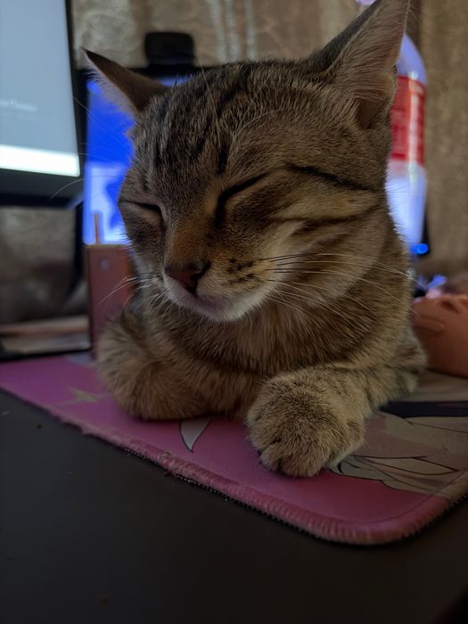 Домашний Котенок Степа