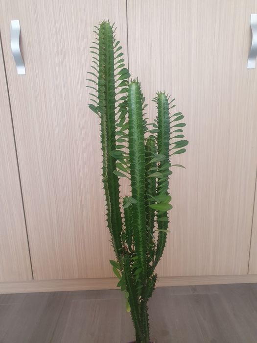 Cactus natural  .