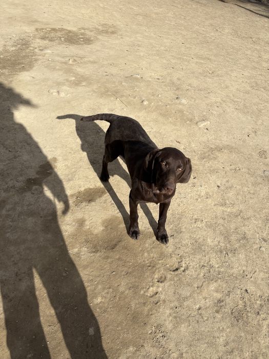 Кобель Курцхаар 7 Месячный