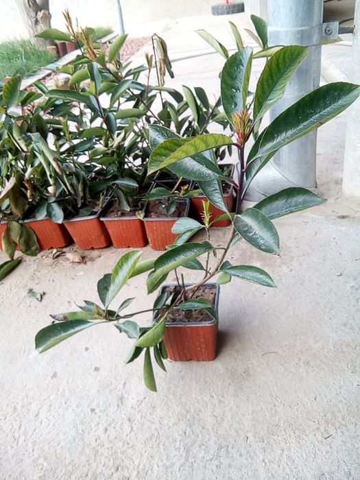 Ёл. Йел Полша Привазной. Ийонимус аурера. Кипарис Аризоника Италия