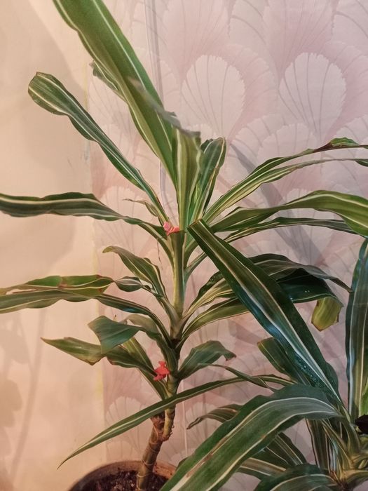 Продам комнатные цветы