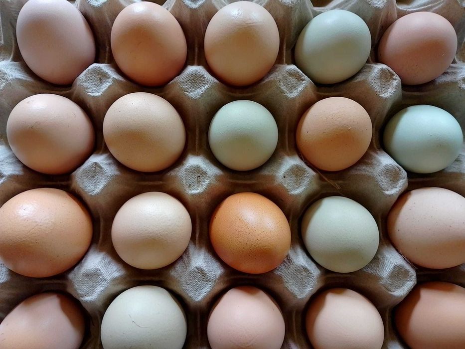 Vand oua proaspete de gaini si rate crescute la curte