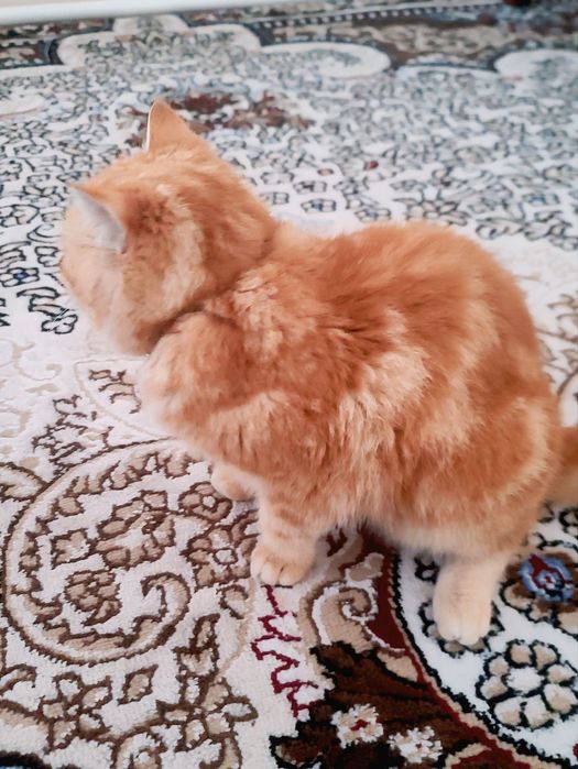 Vyaska bepul, padarkagamas ko'paytirishga