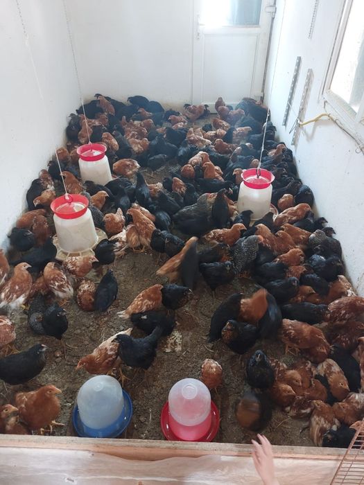 Vindem pui mixti și puicute de oua