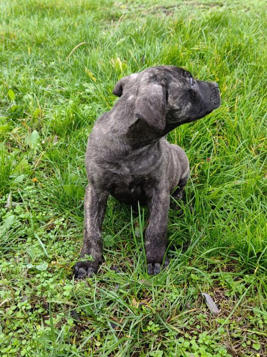 Кучета -преса канарио