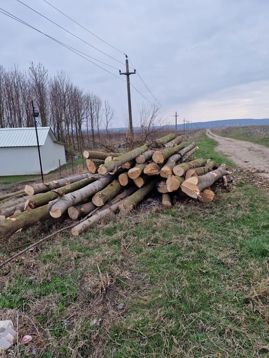 Vând Chesestea Paulownia Shantong