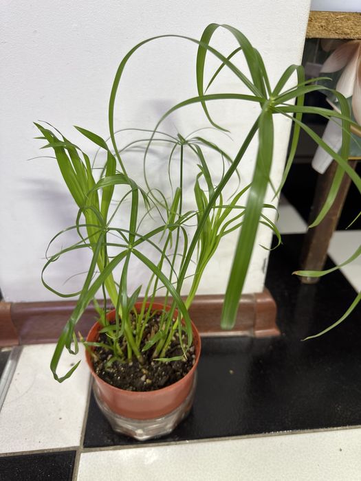 Продам ципериус!