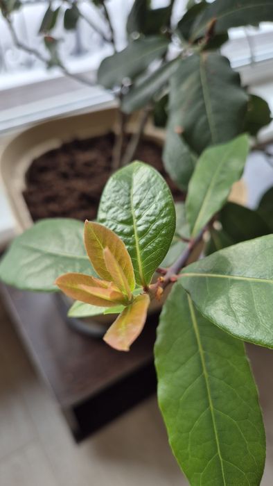 Лавровый куст, лавр благородный