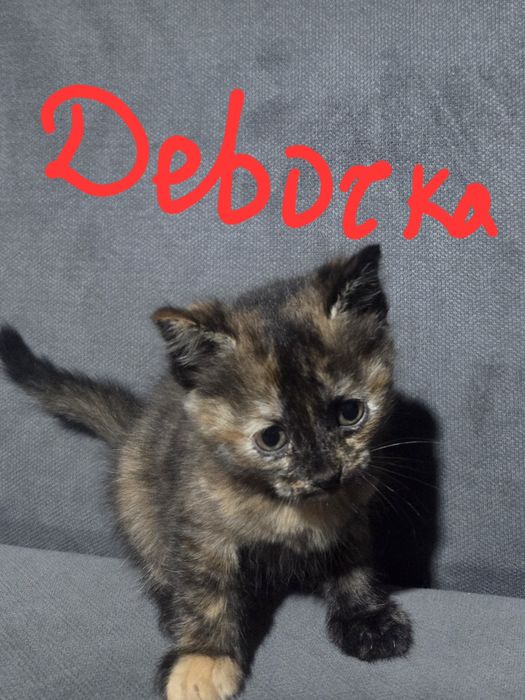 Котята, бесплатно