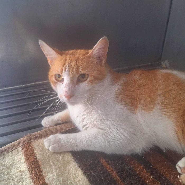Adoptie pisica motan Portis