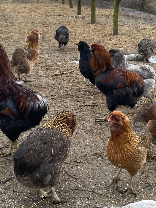 Vând pui de o zi rasa Araucana.