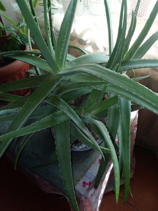 Алое Вера. 7 летний