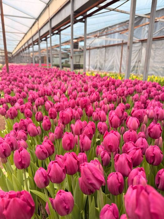 Тюльпаны тепличные