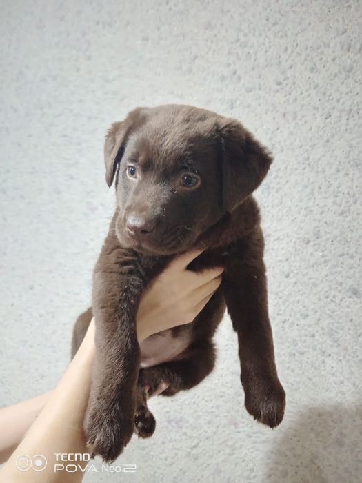 Продам щенка лабрадора