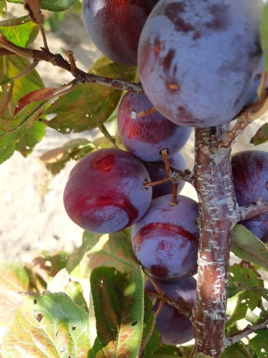 продам дачу, первая береговая линия