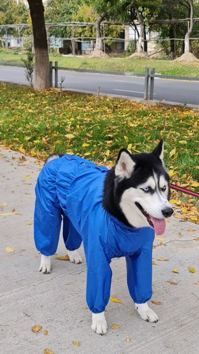 Одежда для собаки от TURKAN.