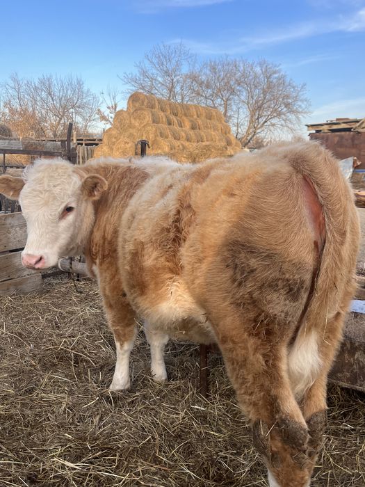 Тайынша сатылады