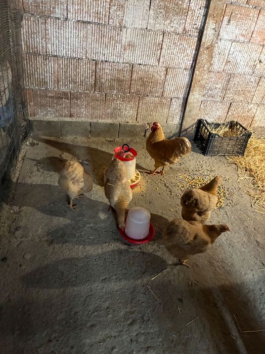 Ouă pentru incubat de vânzare